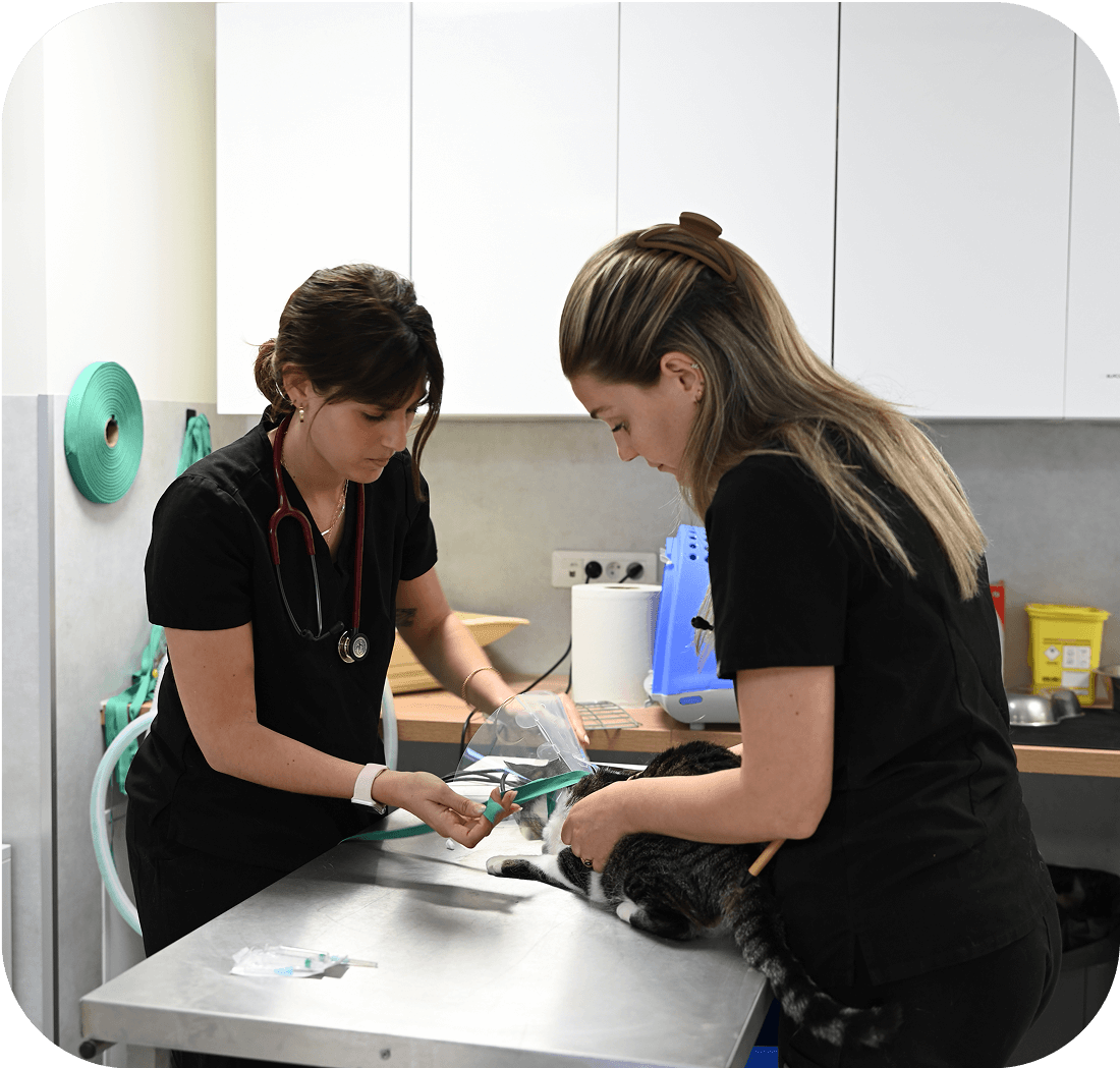 Equipe-Clauvade-Cuers L’équipe de la clinique vétérinaire de la Clauvade à Cuers