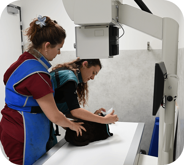 Pourquoi-urgences Pourquoi choisir notre service d’urgences vétérinaires ?