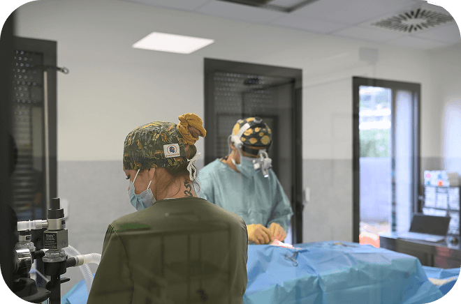 Chirurgie-Orthopedique-Neurologique-veterinaire Chirurgie orthopédique et neurologique