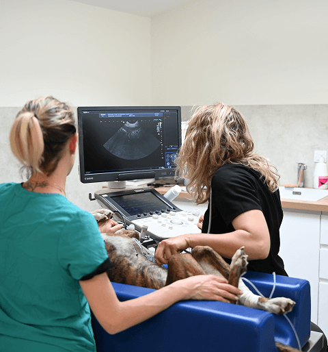 English-1 Les services de médecine préventive proposés à La Clauvade