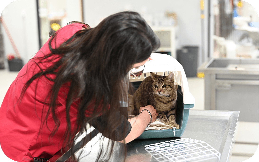 Urgences-veterinaires Service d’urgences vétérinaires – Une prise en charge 24h/24 à Cuers